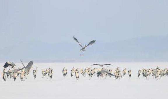 候鸟陆续返京,它们将在这几个地方''打尖儿'',周末出游不愁了3