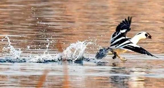 候鸟陆续返京,它们将在这几个地方''打尖儿'',周末出游不愁了4