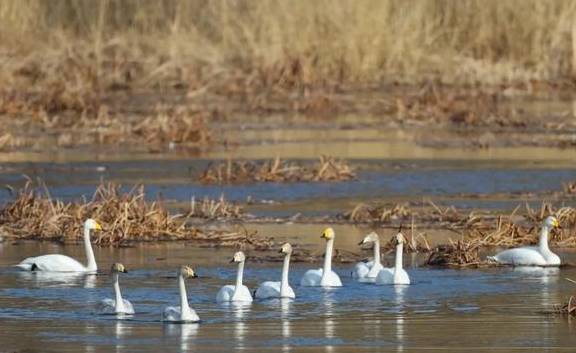 候鸟陆续返京,它们将在这几个地方''打尖儿'',周末出游不愁了5
