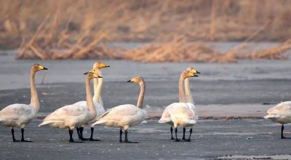 候鸟陆续返京,它们将在这几个地方''打尖儿'',周末出游不愁了6