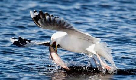 候鸟陆续返京,它们将在这几个地方''打尖儿'',周末出游不愁了7