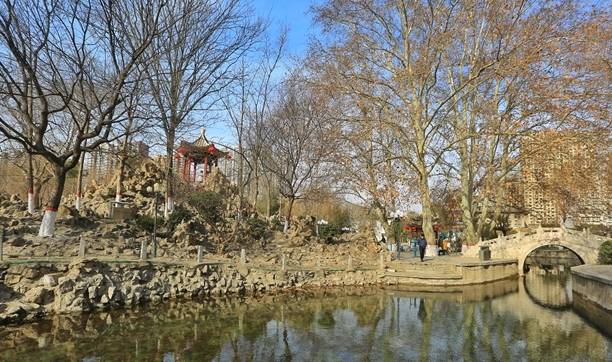 石家庄平安公园腊梅花开,腊梅飘香迎新春,众多市民前来赏花3