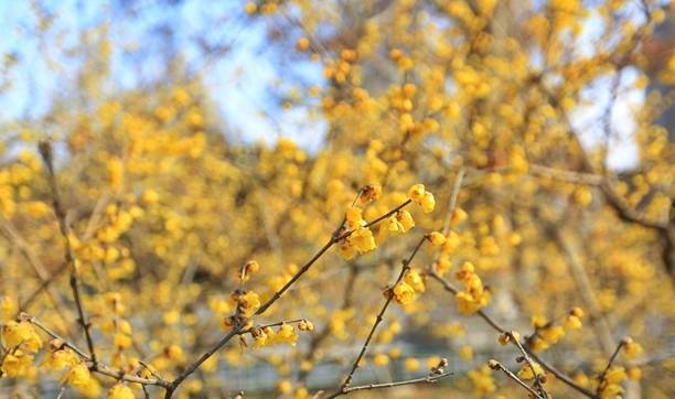 石家庄平安公园腊梅花开,腊梅飘香迎新春,众多市民前来赏花4
