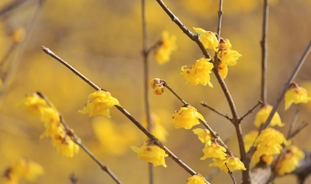 石家庄平安公园腊梅花开,腊梅飘香迎新春,众多市民前来赏花5