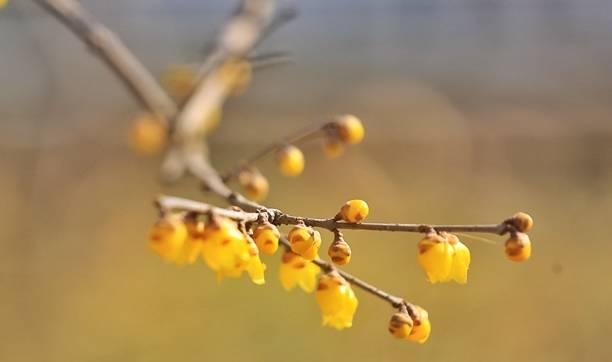 石家庄平安公园腊梅花开,腊梅飘香迎新春,众多市民前来赏花7