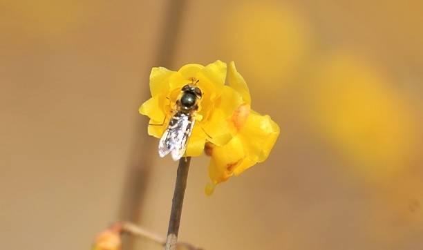 石家庄平安公园腊梅花开,腊梅飘香迎新春,众多市民前来赏花8