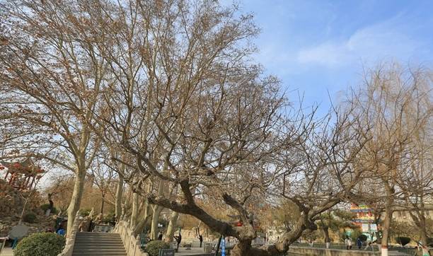 石家庄平安公园腊梅花开,腊梅飘香迎新春,众多市民前来赏花9