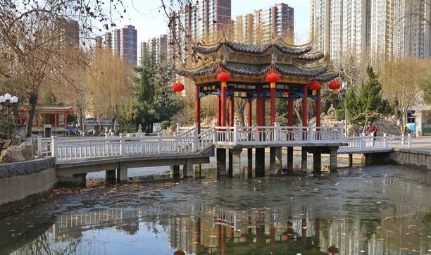 石家庄平安公园腊梅花开,腊梅飘香迎新春,众多市民前来赏花10