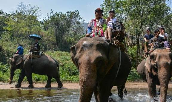 泰北玫瑰不只有兰花，清迈骑大象千万不可错过3