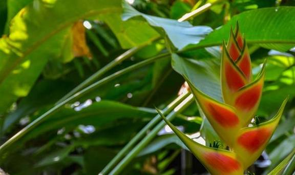 泰北玫瑰不只有兰花，清迈骑大象千万不可错过7