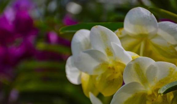 泰北玫瑰不只有兰花，清迈骑大象千万不可错过8