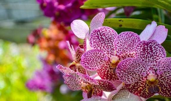 泰北玫瑰不只有兰花，清迈骑大象千万不可错过9