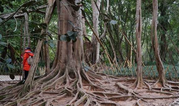 西双版纳唯一的国家级5A景区，门票80元，植物王国真神奇2
