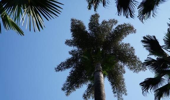 西双版纳唯一的国家级5A景区，门票80元，植物王国真神奇3