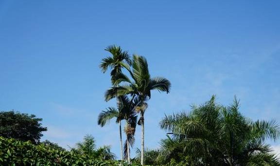 西双版纳唯一的国家级5A景区，门票80元，植物王国真神奇4