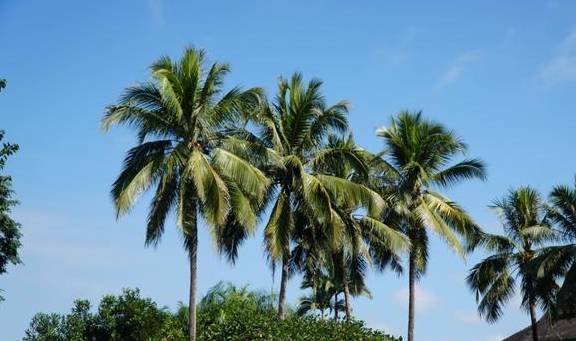 西双版纳唯一的国家级5A景区，门票80元，植物王国真神奇5