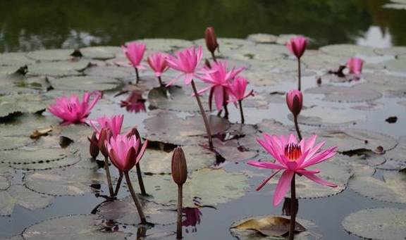 西双版纳唯一的国家级5A景区，门票80元，植物王国真神奇11