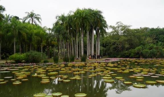 西双版纳唯一的国家级5A景区，门票80元，植物王国真神奇12