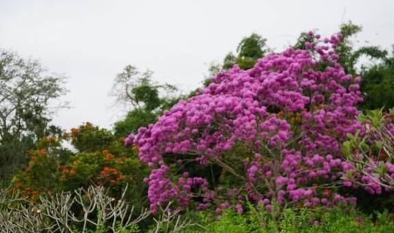 西双版纳唯一的国家级5A景区，门票80元，植物王国真神奇14