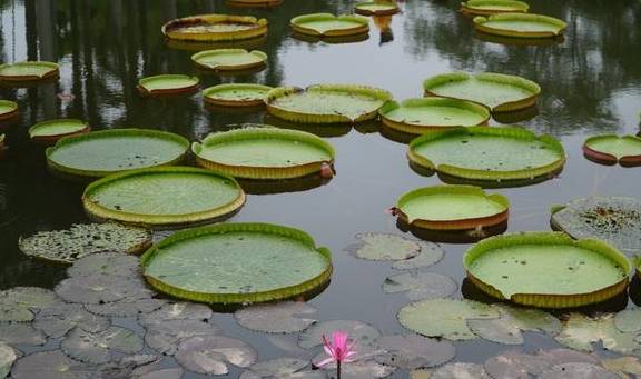 西双版纳唯一的国家级5A景区，门票80元，植物王国真神奇15