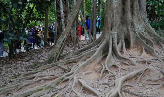 西双版纳唯一的国家级5A景区，门票80元，植物王国真神奇10
