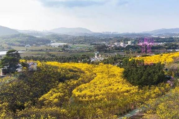 最美春天就在这里,巴西的国花竟在广东开得灿烂,错过要等1年1