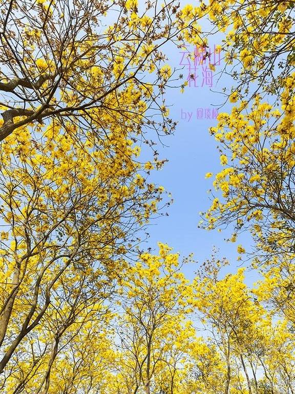 最美春天就在这里,巴西的国花竟在广东开得灿烂,错过要等1年2