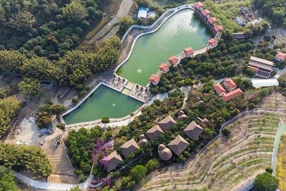 最美春天就在这里,巴西的国花竟在广东开得灿烂,错过要等1年3