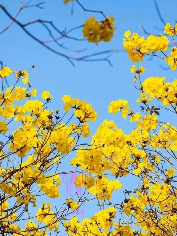 最美春天就在这里,巴西的国花竟在广东开得灿烂,错过要等1年4
