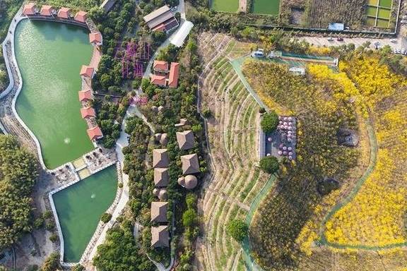 最美春天就在这里,巴西的国花竟在广东开得灿烂,错过要等1年5