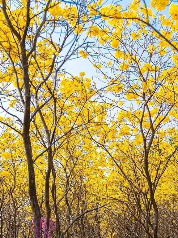 最美春天就在这里,巴西的国花竟在广东开得灿烂,错过要等1年6