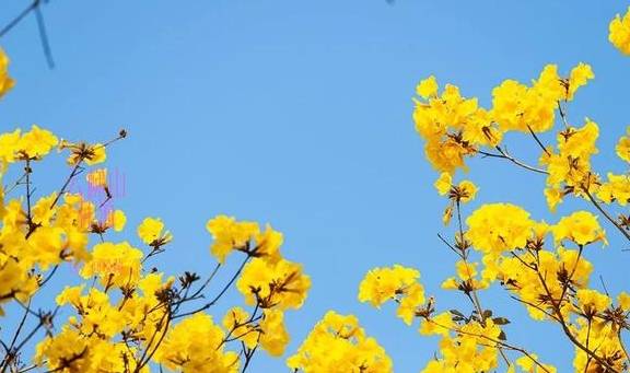 最美春天就在这里,巴西的国花竟在广东开得灿烂,错过要等1年7