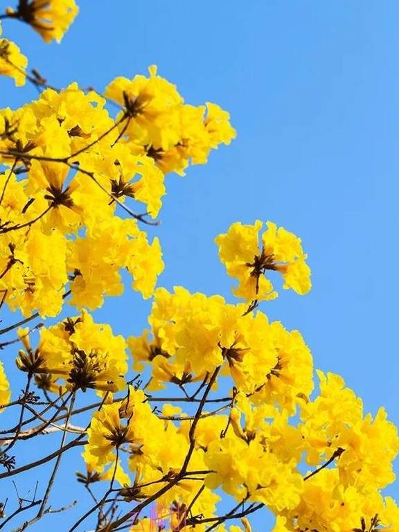 最美春天就在这里,巴西的国花竟在广东开得灿烂,错过要等1年8