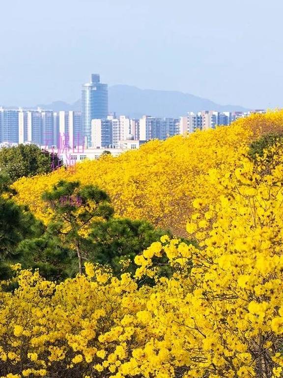 最美春天就在这里,巴西的国花竟在广东开得灿烂,错过要等1年9
