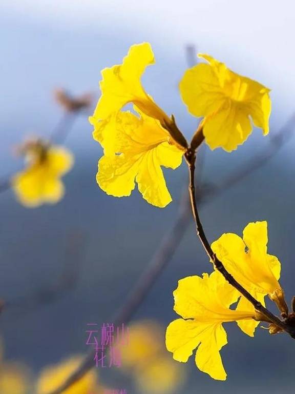 最美春天就在这里,巴西的国花竟在广东开得灿烂,错过要等1年11