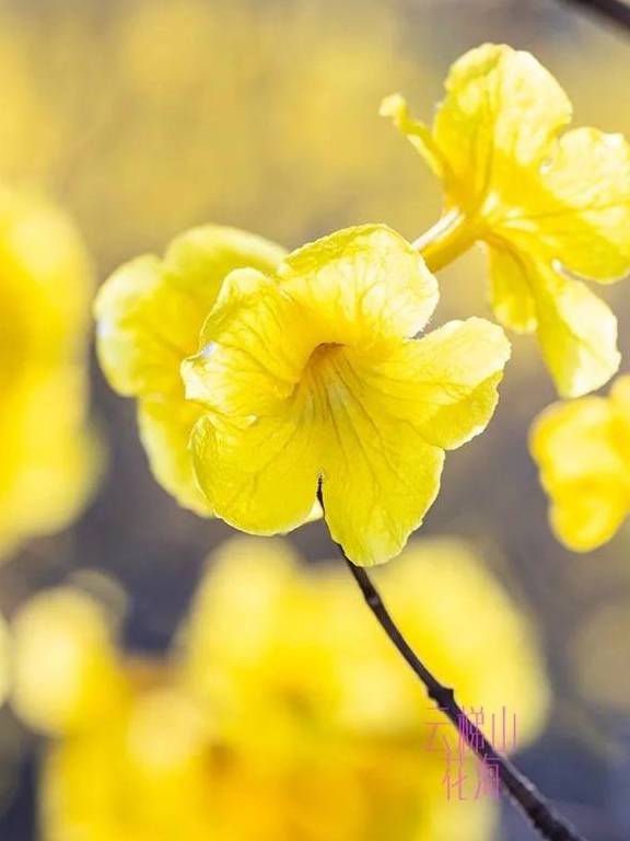 最美春天就在这里,巴西的国花竟在广东开得灿烂,错过要等1年12