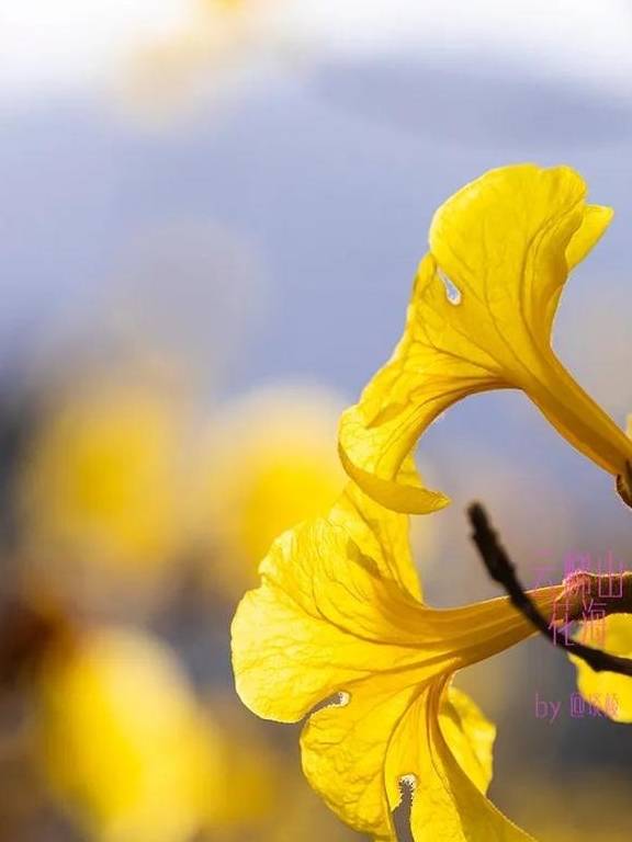 最美春天就在这里,巴西的国花竟在广东开得灿烂,错过要等1年13