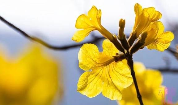 最美春天就在这里,巴西的国花竟在广东开得灿烂,错过要等1年14