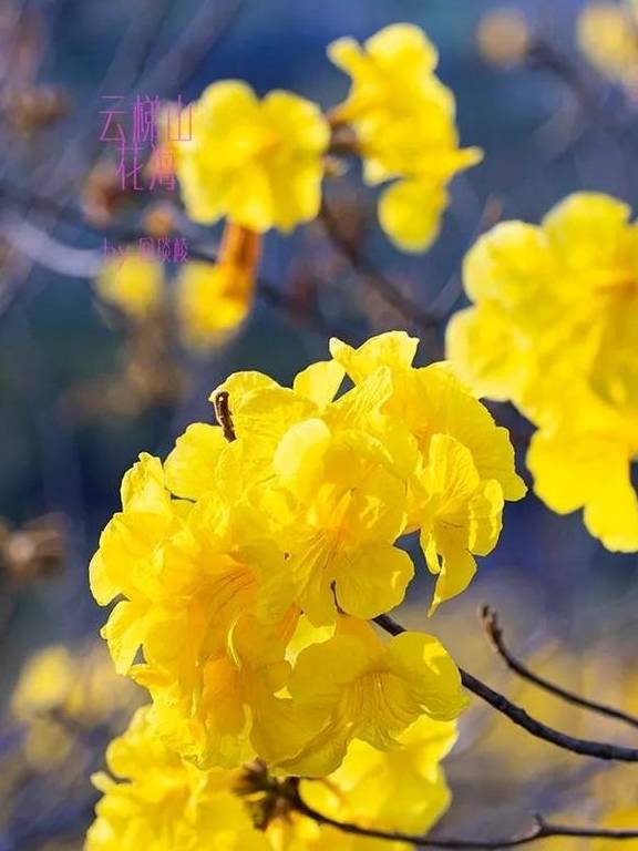 最美春天就在这里,巴西的国花竟在广东开得灿烂,错过要等1年15