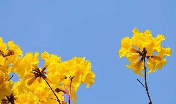 最美春天就在这里,巴西的国花竟在广东开得灿烂,错过要等1年16