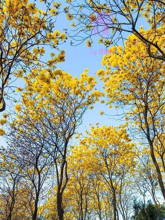 最美春天就在这里,巴西的国花竟在广东开得灿烂,错过要等1年17