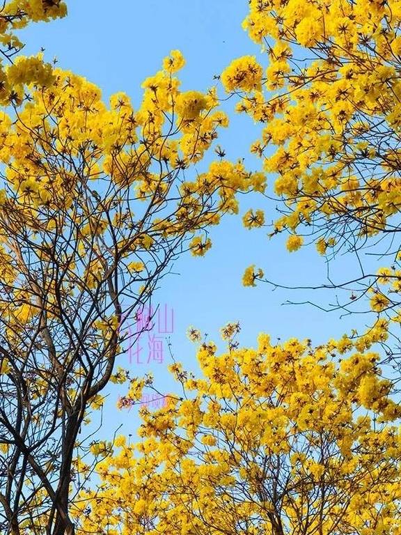 最美春天就在这里,巴西的国花竟在广东开得灿烂,错过要等1年10