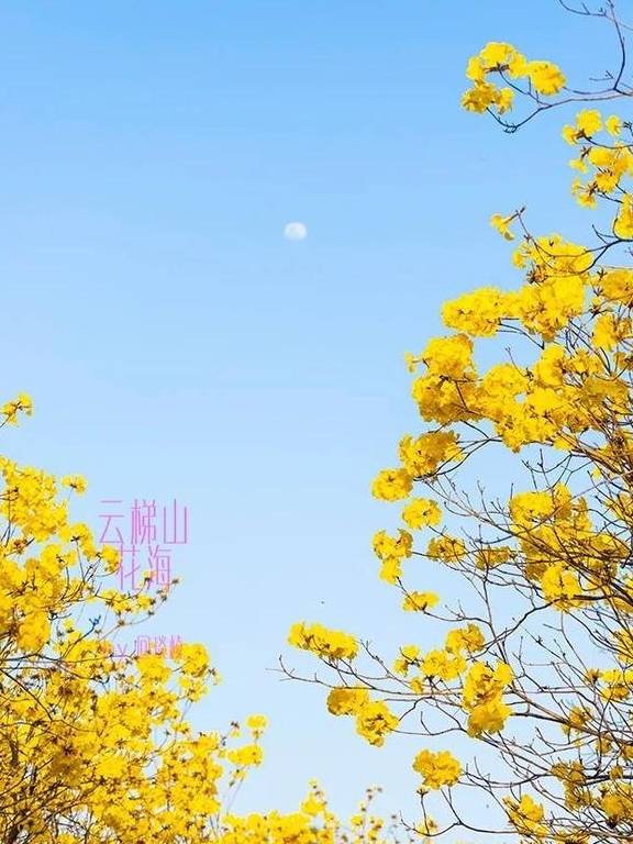最美春天就在这里,巴西的国花竟在广东开得灿烂,错过要等1年18