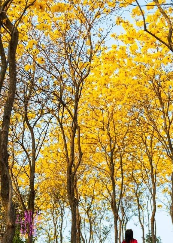 最美春天就在这里,巴西的国花竟在广东开得灿烂,错过要等1年19