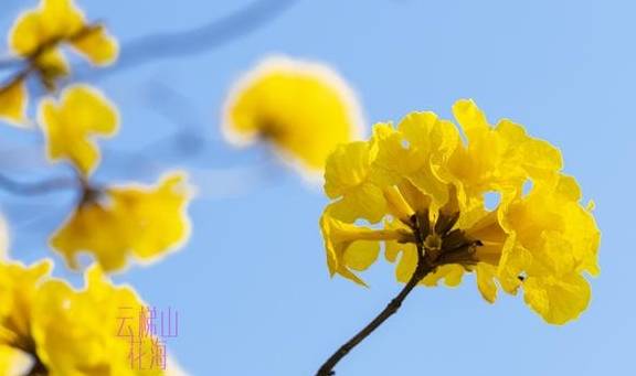 最美春天就在这里,巴西的国花竟在广东开得灿烂,错过要等1年20