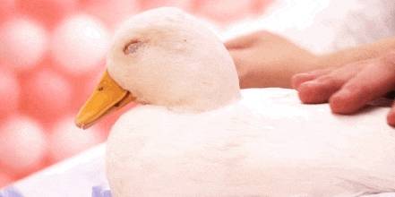 让我们红尘作伴活得潇潇洒洒，策马奔腾仰天湖大草原共享人世繁华13