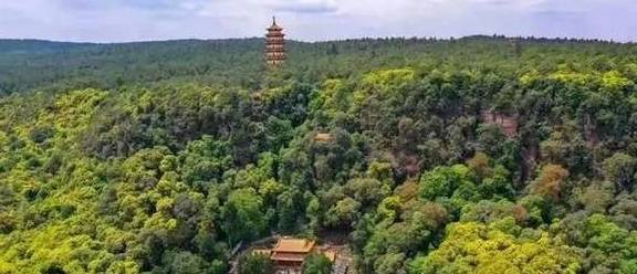 隐于林,悦于心,来给你一个养心居所10