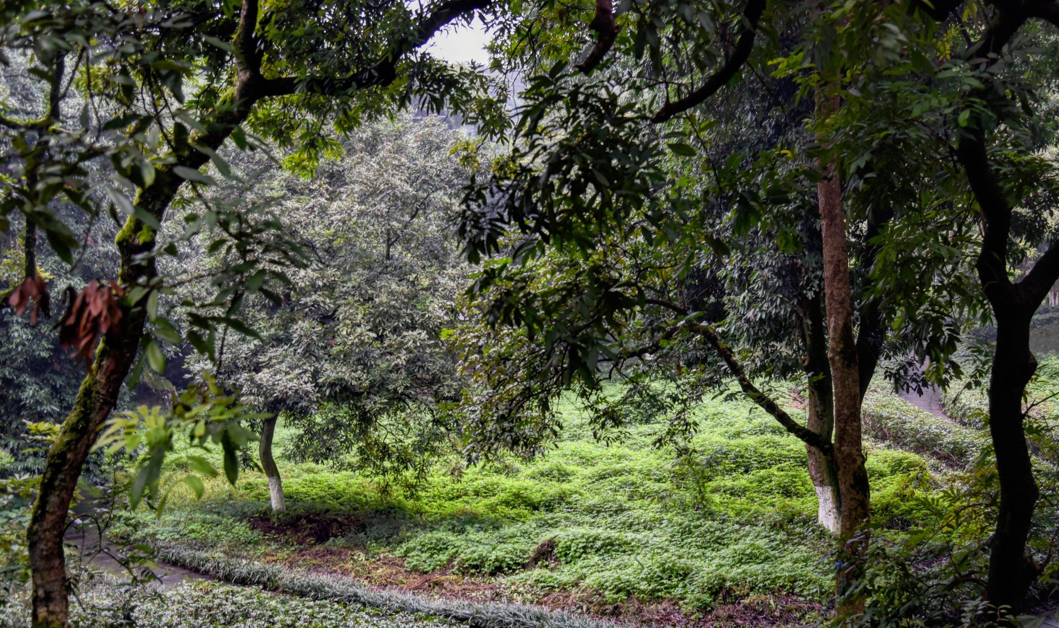 北回归线上著名的桂圆胜地,百年桂圆树多达上万株,就在四川泸州2