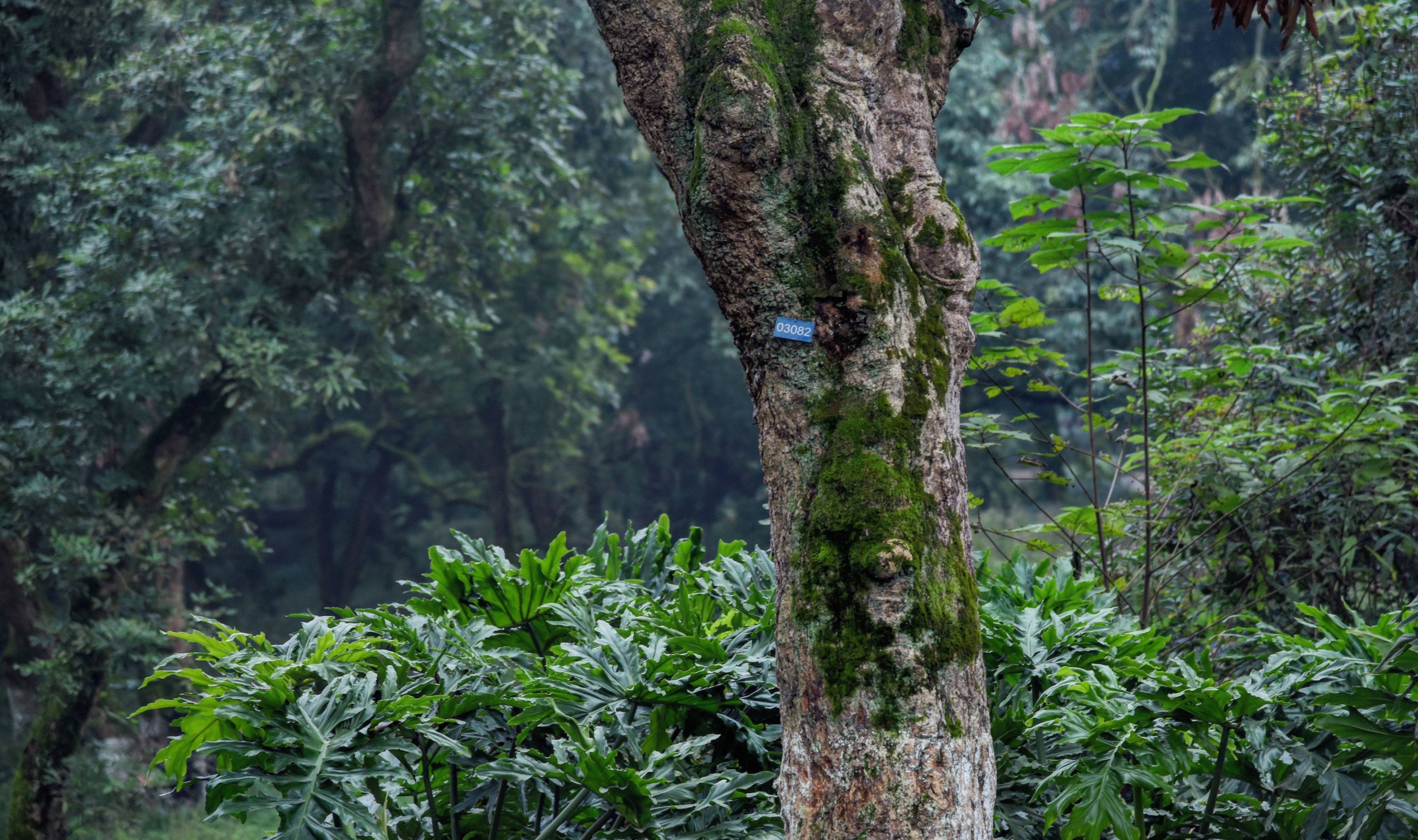 北回归线上著名的桂圆胜地,百年桂圆树多达上万株,就在四川泸州3