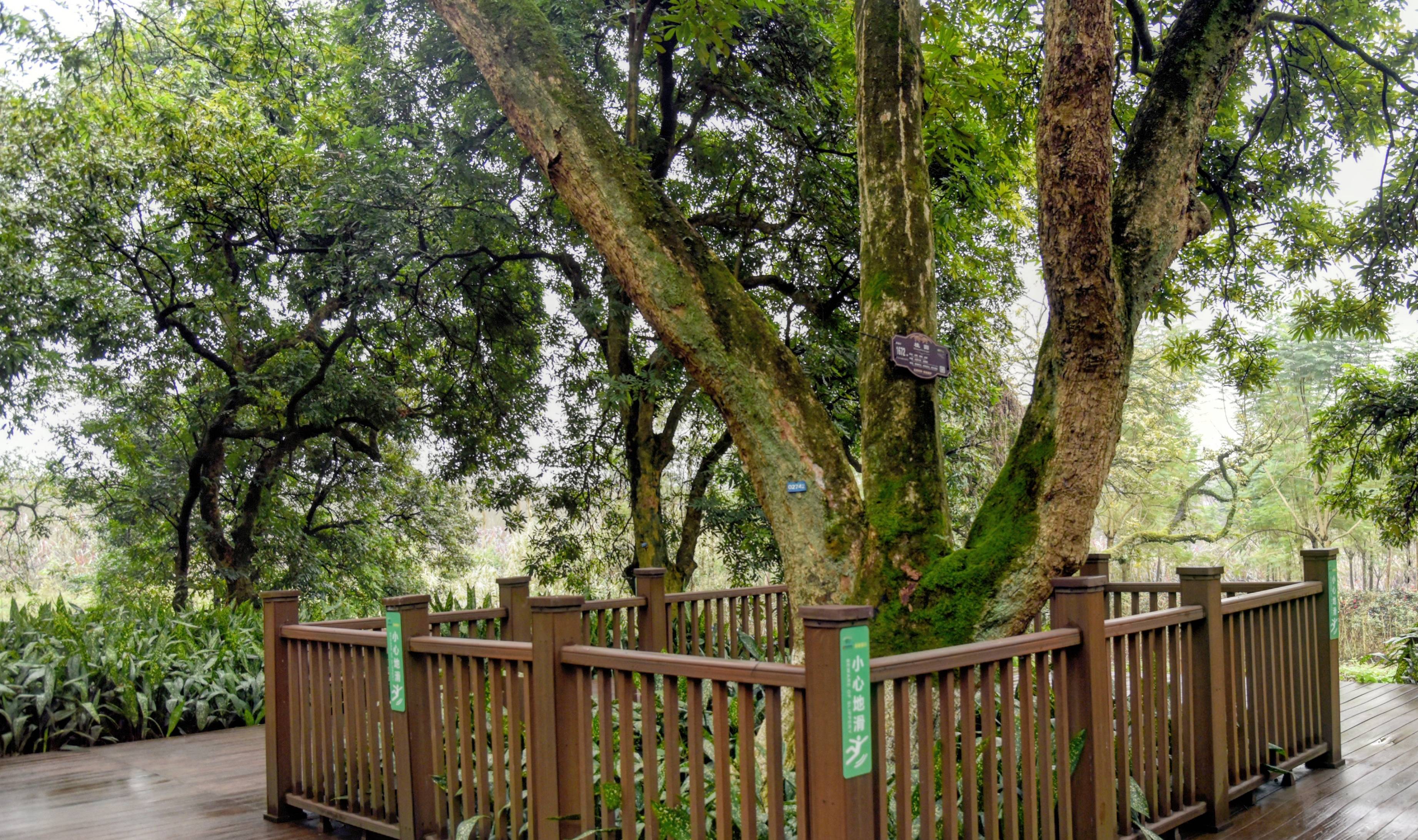 北回归线上著名的桂圆胜地,百年桂圆树多达上万株,就在四川泸州4